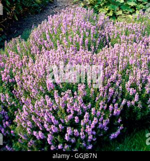 Hyssop - Pink - (Hyssopus officinalis `Roseus')   HER044854 Stock Photo